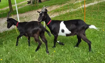 Ziegen-Damen
