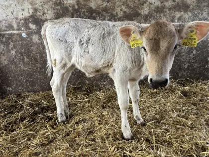 Bio-Kalb weiblich, Brown Swiss