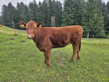 Verkaufe Angus-Kalbin, rot