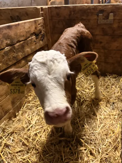 Bio-Stierkälber aus Heumilchbetrieb