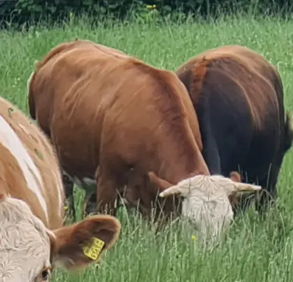 Verkaufe trächtige BIO FL Kalbin