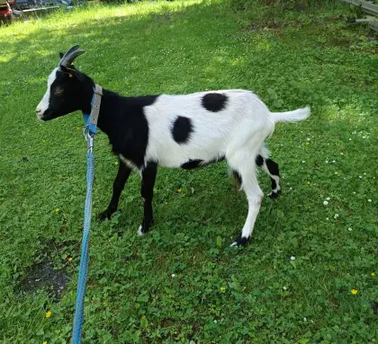 Ziegenkitze