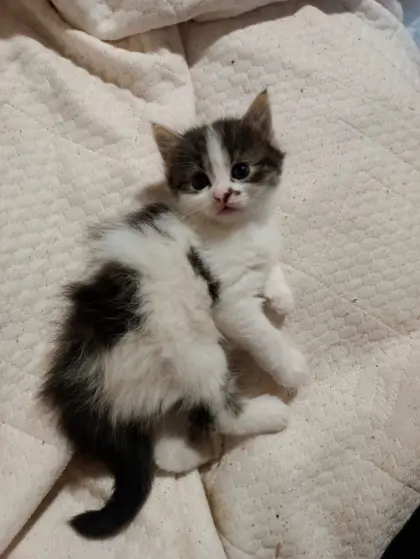EKH/ELH Katzen