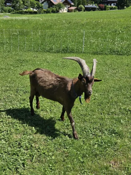 Aosta-Bock Sigi