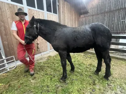 Norikerhengst Jährling Rappe