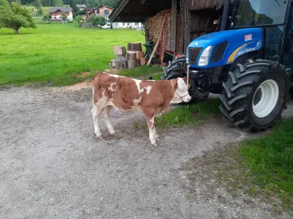 Verkaufe BIO FV-Zuchtkalb