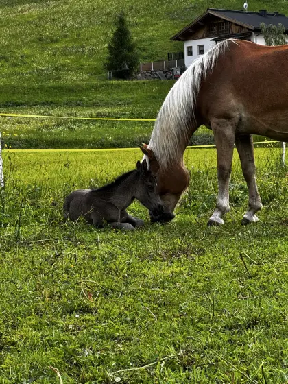 Haflinger x Vollblutaraber Stutfohlen