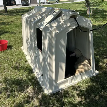 Kälberiglu Calf-Tel
