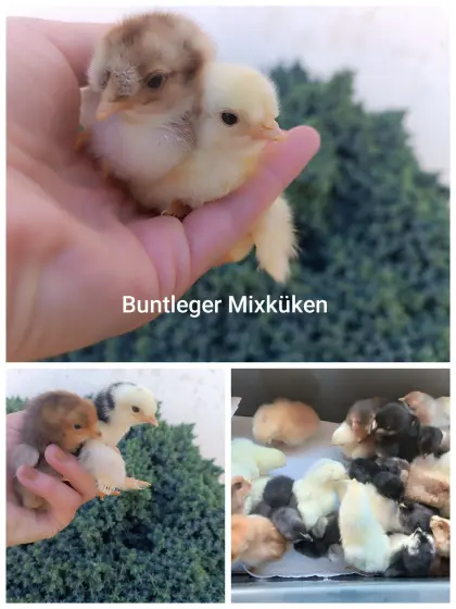 Mixküken-Gruppe aus bunten Eiern