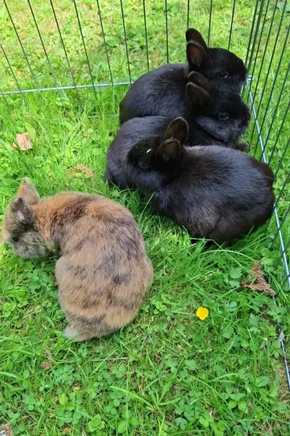Verkauf von zwei schwarzen Zwergkaninchen