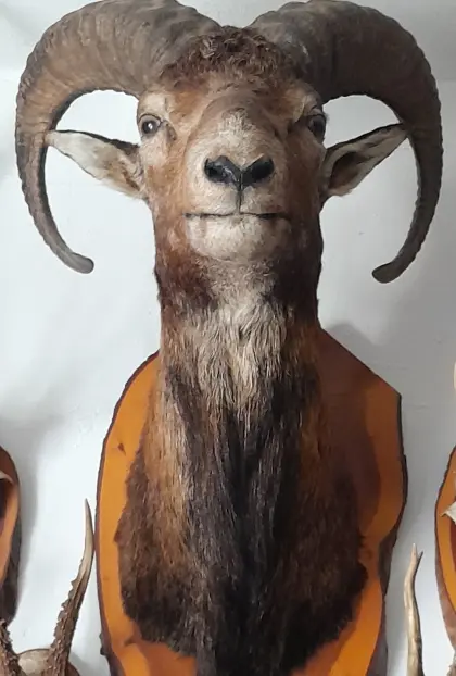Tierpräparate