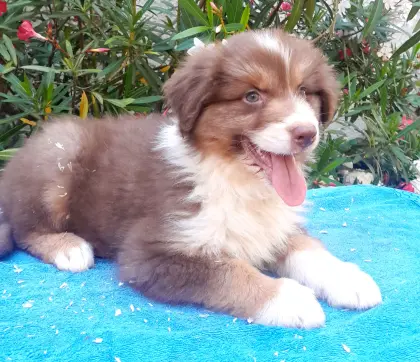 Wunderschöne Australian Shepherd-Welpen zu verkaufen