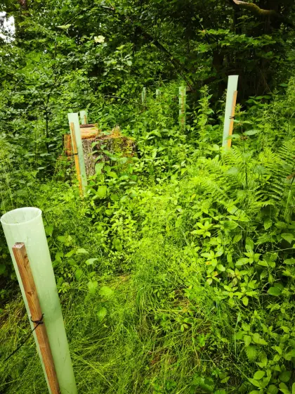 Waldarbeit, Waldpflege