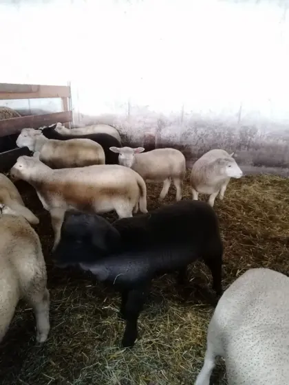 Verkaufe Schafe und Lämmer