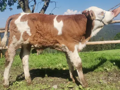Fleckvieh Stierkalb
