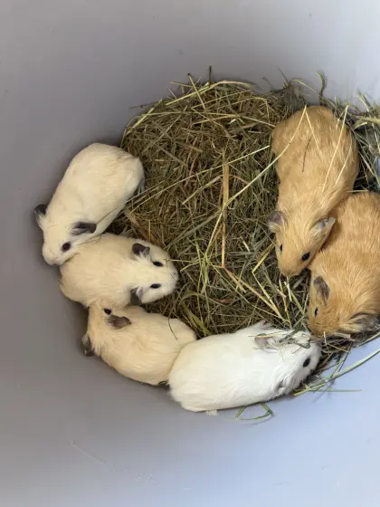 Meerschweinchen, männlich
