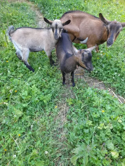 Zwergziegenbock