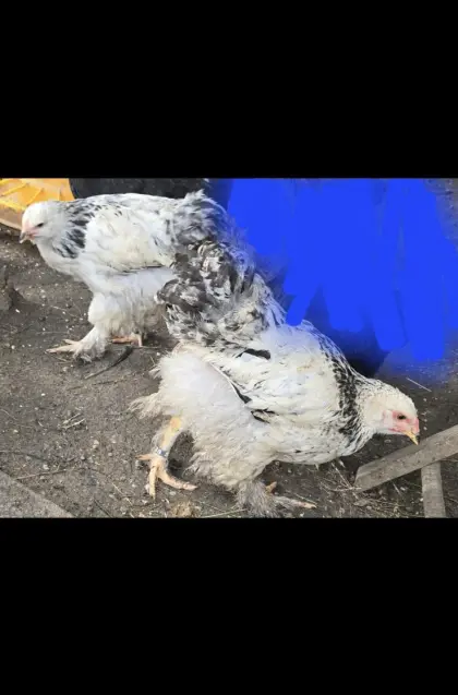 Brahma 1:1