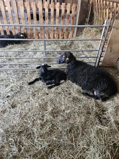 Junger Krainer Steinschaf-Bock zu verkaufen