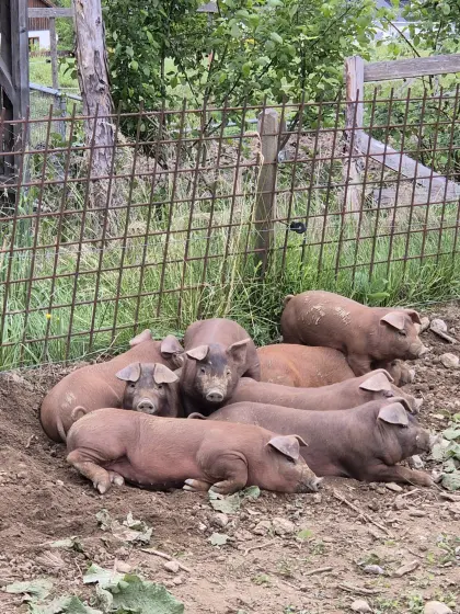 Duroc Ferkel