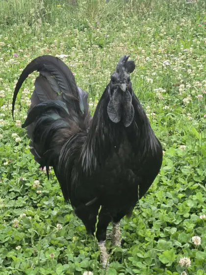 Ayam Cemani Hahn