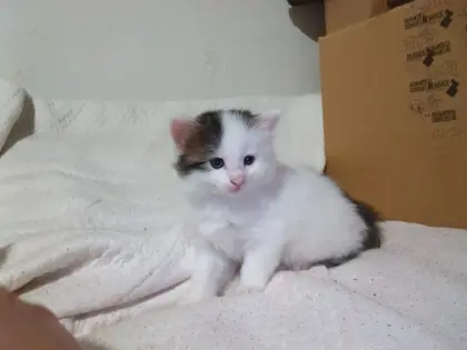 EKH/ELH Katzen