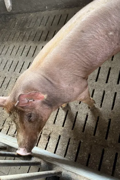 Verkaufe Duroc-Eber