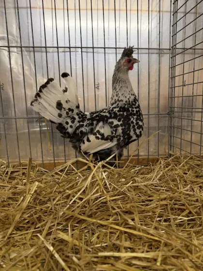 Appenzeller Spitzhauben