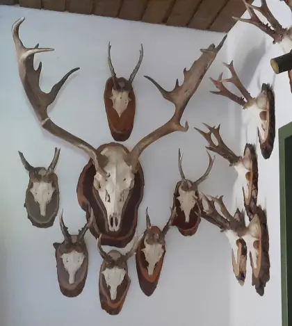 Jagdtophäen von Hirsch, Reh, Gams