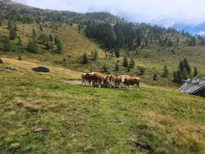 Weidevieh für Alm