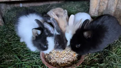 Löwenkopf-Zwergkaninchen in allen Farben