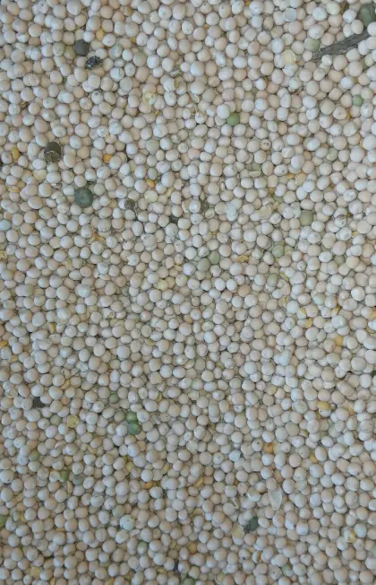 Bio-Körnererbsen