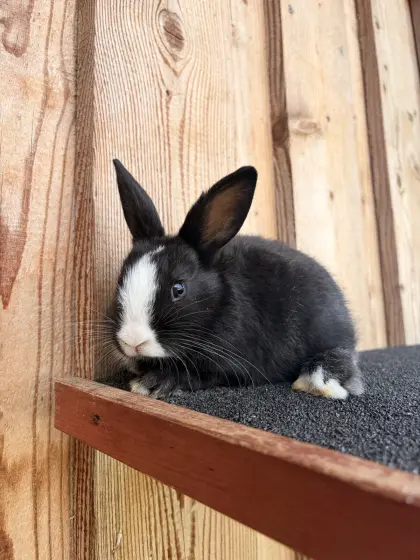 Zwergkaninchen mit Jungtieren