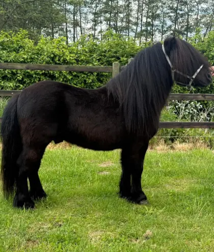 Orig. Shetlandponys, Stuten, Wallache, Hengste
