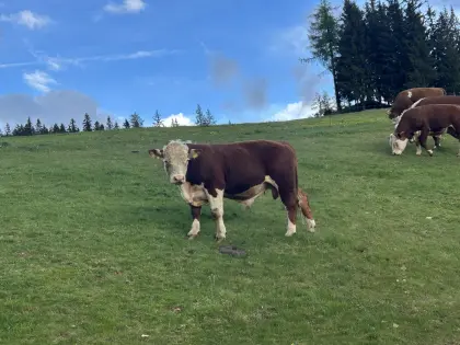 Verkaufe Stier