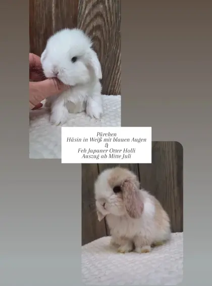 Zutrauliche Mini Lop Babys