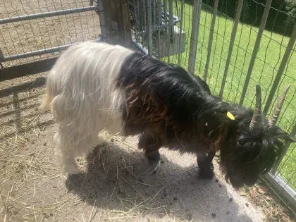 Walliser Schwarzhalsziegen HB, Bio