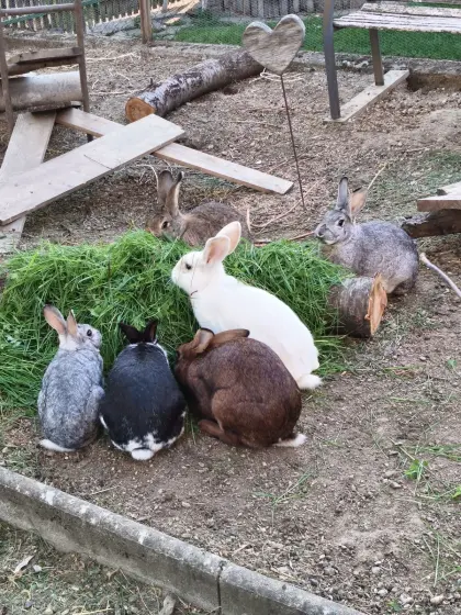 Kaninchen-Jungtiere