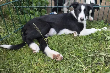 Reinrassige Border Collie Welpen, auszugsbereit