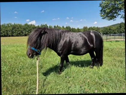 Shetland Pony