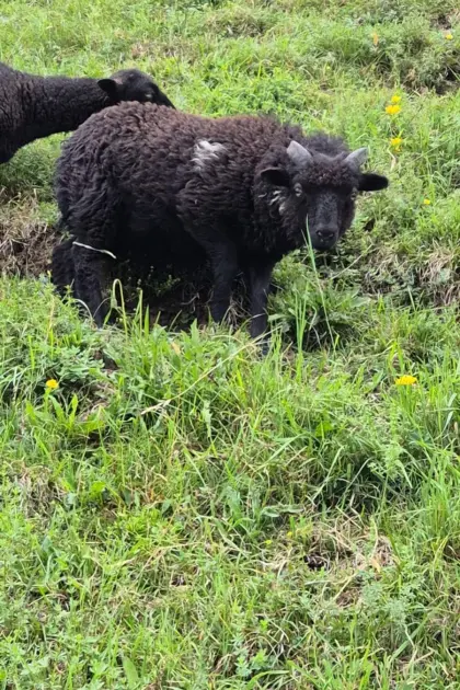 Ouessant, Quessant, Zwergschaf