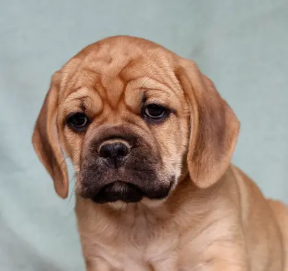 Der perfekte kleine Familienhund