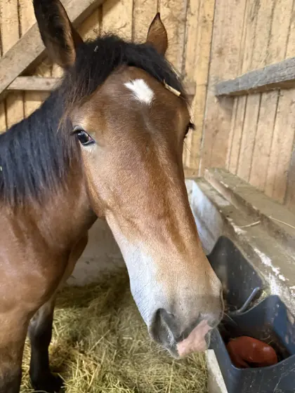Noriker-Stute „Milena (Milli)“ sucht neues Zuhause
