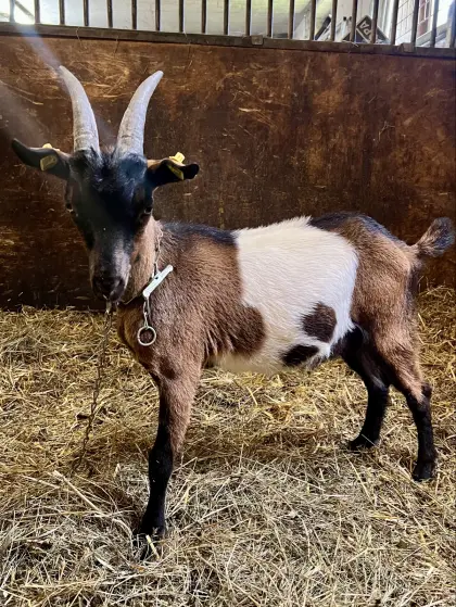 Tauernscheckenbock