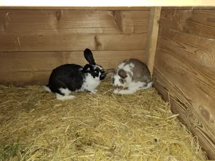 Verkaufe Kaninchen-Weibchen