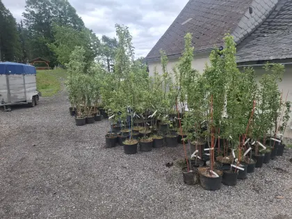 Obstbäume Hochstamm