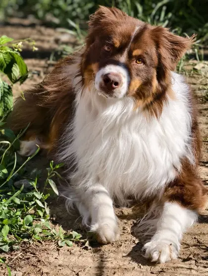 Australian Shepherd mit Ahnentafel
