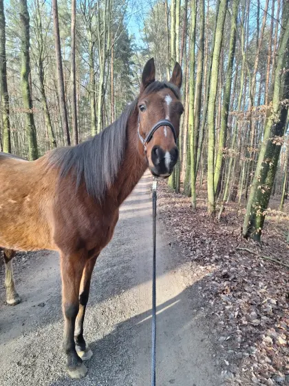 Pferd/Wallach-Vollblut-Mischling