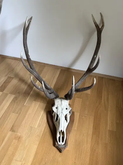 Historische Rothirsch-Trophäe aus Ungarn, 1961, ca. 127 cm
