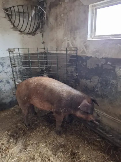 Tragende Duroc-Sau und Duroc-Sau mit 12 Ferkeln